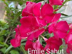 Олеандр Emile Sahut 