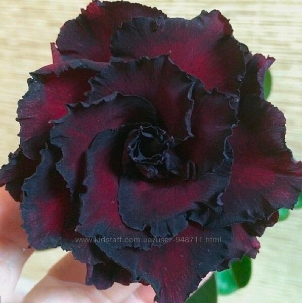 Адениум махровый Black Temptation 