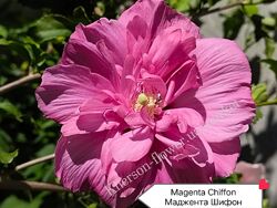 Гибискус древовидный Magenta Chiffon  2-3-летки