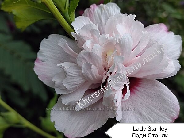 Гибискус древовидный Леди Стенли