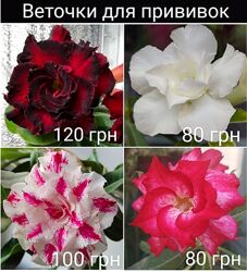 Веточки адениумов для прививок 