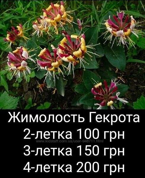 Жимолость Гекрота 2-3-4-летки