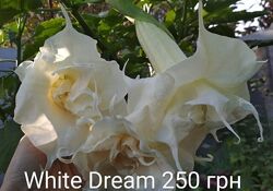 Бругмансия махровая White Dream 