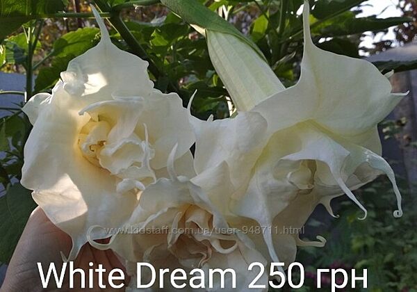 Бругмансия махровая White Dream