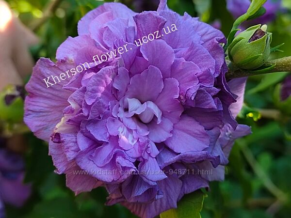 Гибискус древовидный Purple Sunset