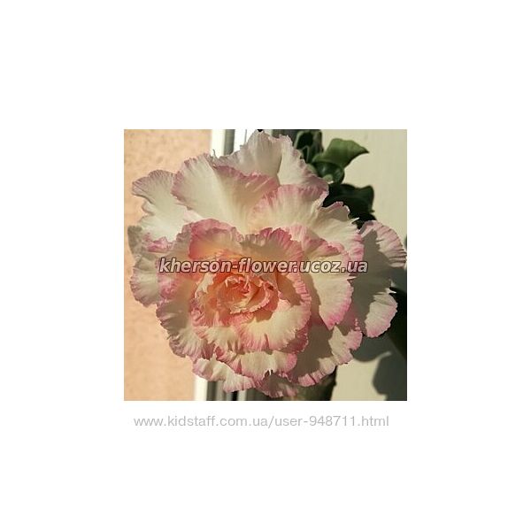 Адениум привитый Taiwan Peony