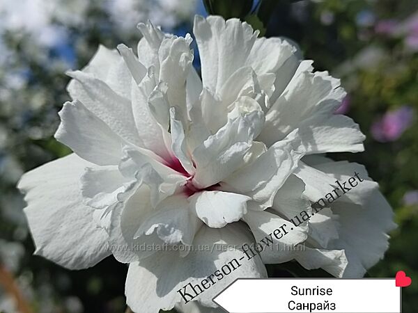 Гибискус древовидный Sunrise