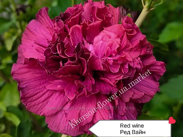 Гибискус древовидный Red Wine