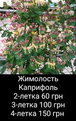 Жимолость Каприфоль 