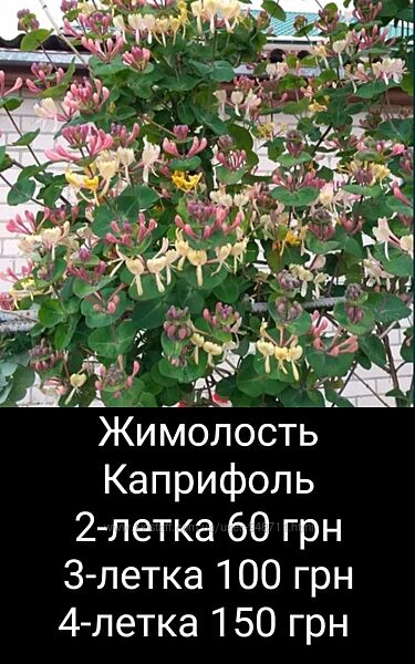 Жимолость Каприфоль