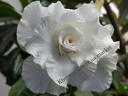 Адениум белый махровый Snow White