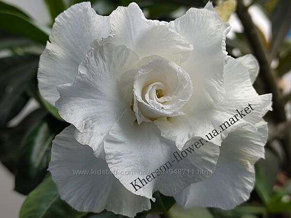 Адениум белый махровый Snow White