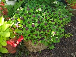 Кислиця Lasiandra, Corymbosa AureoReticulata, Деппе, трикутна