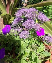 #3: Lake forest purple 