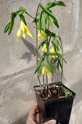 #2: Увулярия