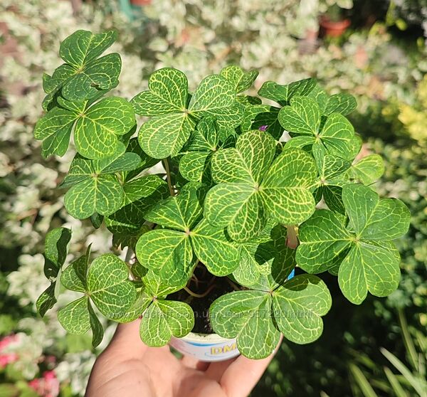 Кислица Corymbosa AureoReticulatа