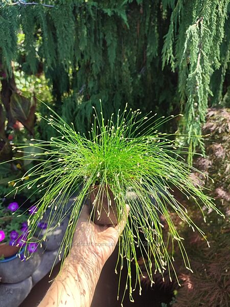 Ізолепіс або кімнатний очерет