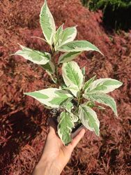 Дерен сибирика Вариегата 