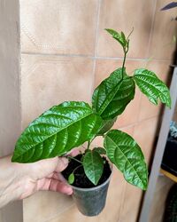 Маракуйя або пасифлора їстівна-Passiflora edulis