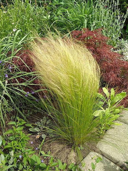 Злаки, травы