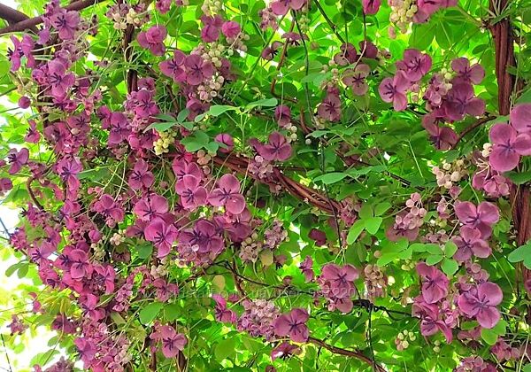 Многолетники, комнатные1