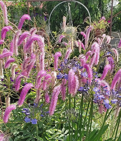 Многолетники, комнатные 2