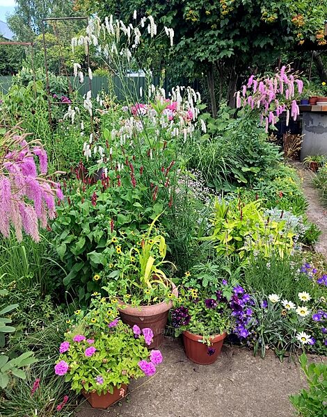 Многолетники, комнатные 3