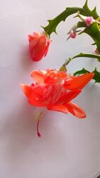 #6: Оранжевая.
