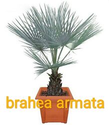 Семена морозоусточивых пальм трахикарпус и брахея