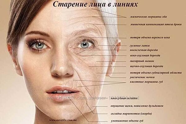 Анатомия старения. Полный курс Елена Земскова