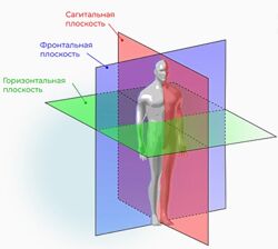 Кадлубинский Набор Здоровое вращение суставам Активация ягодиц Здоровый ТБС