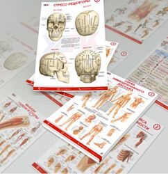 Плакаты по анатомии