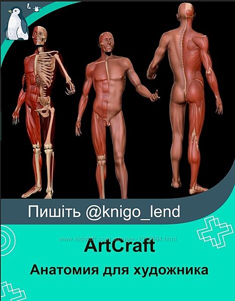Анатомия для художника ArtCraft 