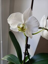 Фаленопсис, орхидея, орхідея 