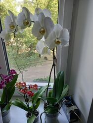 Орхидея Dame Blanche  