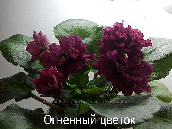 Красивые фиалки