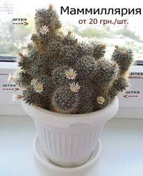 #4: Маммиллярия