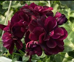 #4: Moonflair Burgundy 