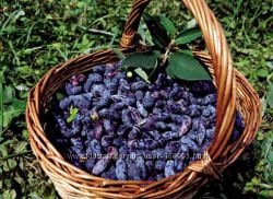 #1: урожай жимолости