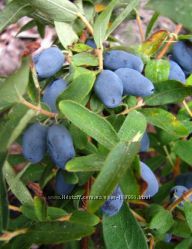 #2:  жимолость Bolleard