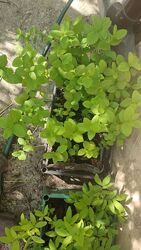 #6: Саженцы на отправку