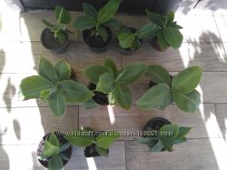 #1: бананы от 100 до 200