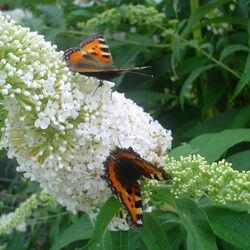 #1: Буддлея біла