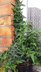 #5: Плющ в наявності 