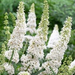 #3: Буддлея Давида белая