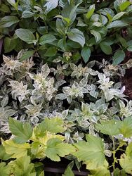 #6: Бузина чорна