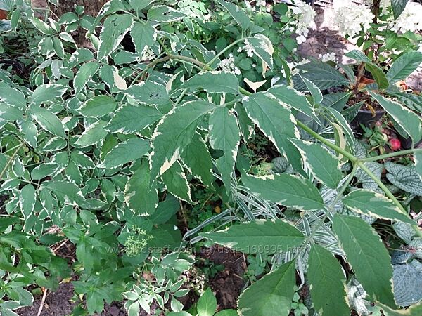 Бузина чорна Мадонна, жовті з білим листочки багаторічники садові