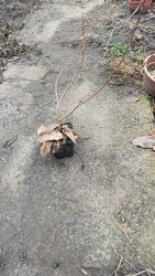 #1: Саджанці зимою