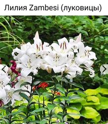 #4: Лілія гібрид Замбезі