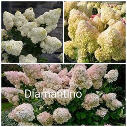 #5: Діамантіно